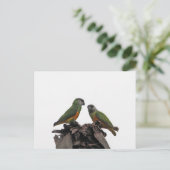 Senegal Parrots Postkarte (Stehend Vorderseite)