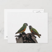 Senegal Parrots Postkarte (Vorne/Hinten)