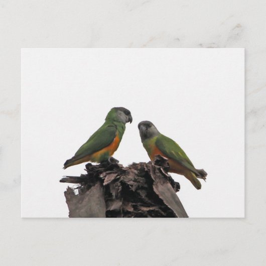 Senegal Parrots Postkarte (Vorderseite)