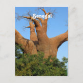 Senegal Postkarte (Vorderseite)