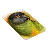 Senegalesischer Papagei Magnet (Rechte Seite)