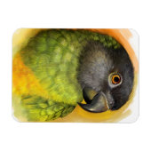 Senegalesischer Papagei Magnet (Horizontal)