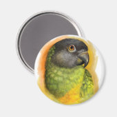 Senegalesischer Papagei Magnet (Vorderseite/Rückseite)
