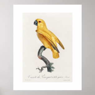 Senegalpapagei aus Naturgeschichte der Papageien Poster