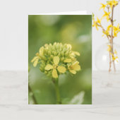 Senf-Pflanze Karte (Gelbe Blume)