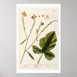 Senf, Platte 446 von "A Curious Herbal", Herausgeb Poster