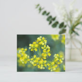 Senfblumen, Grußkarte (Stehend Vorderseite)