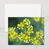Senfblumen, Grußkarte (Vorne/Hinten)