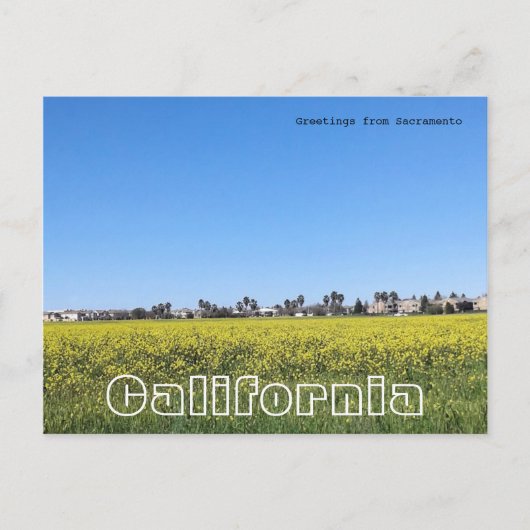 Senffeld-Blume Postkarte (Vorderseite)