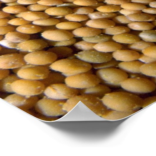 Senfsamen Poster (Ecke)