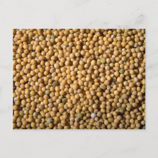 Senfsamen Postkarte (Vorderseite)