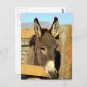 Seno Burro Postkarte (Vorne/Hinten)