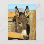 Seno Burro Postkarte (Vorderseite)