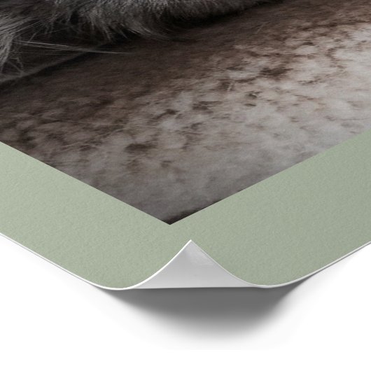 Sensationelles Siberisches Katzenposter Poster (Ecke)