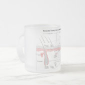 Sensorische Empfänger im menschlichen Mattglastasse (Vorderseite Links)