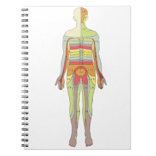 Sensory Dermatomes Neurologie Notizblock