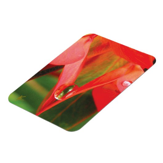 Sensual, Red Petals with Dew, Sexy Flower Magnet (Linke Seite)