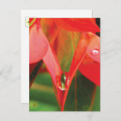 Sensualrote Blume mit Taube Postkarte (Vorne/Hinten)