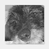 sentimental magnet (Vorne)