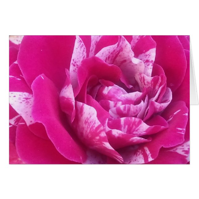 Sentimental-Rose (Vorderseite (Horizontal))