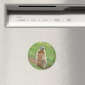 Sentinel Marmot Magnet (In Situ (Geschirrspüler))
