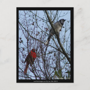 Sentinels Blaue Jay und Kardinal von Lee Hiller Postkarte