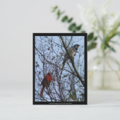 Sentinels Blue Jay und Kardinal von Lee Hiller Postkarte (Stehend Vorderseite)