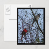 Sentinels Blue Jay und Kardinal von Lee Hiller Postkarte (Vorne/Hinten)
