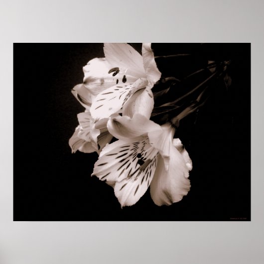 Sepia Alstroemeria Lily Poster (Vorne)