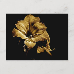 SEPIA AMARYLLIS MIT SCHWARZEM HINTERGRUND POSTKARTE