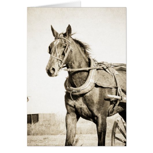 Sepia Amish Pferd und Buggy (Vorne)