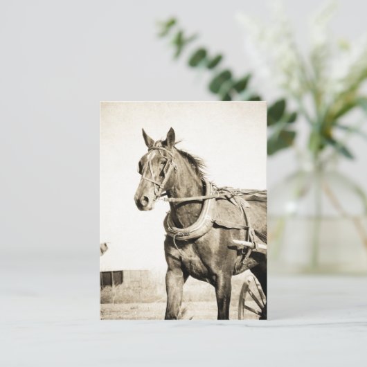 Sepia Amish Pferd und Buggy Postkarte (Stehend Vorderseite)
