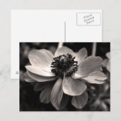 Sepia Anemone Floral Fotografie Postkarte (Vorne/Hinten)
