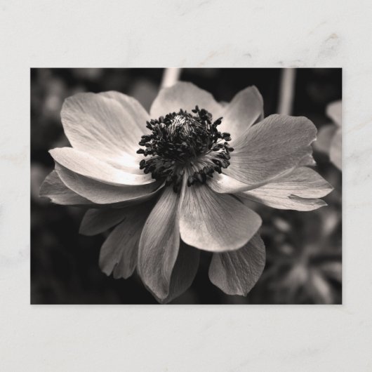 Sepia Anemone Floral Fotografie Postkarte (Vorderseite)