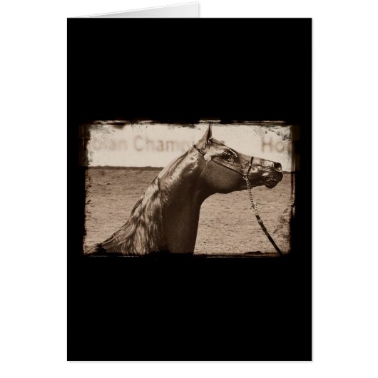 Sepia Arabian Stallion (Vorne)