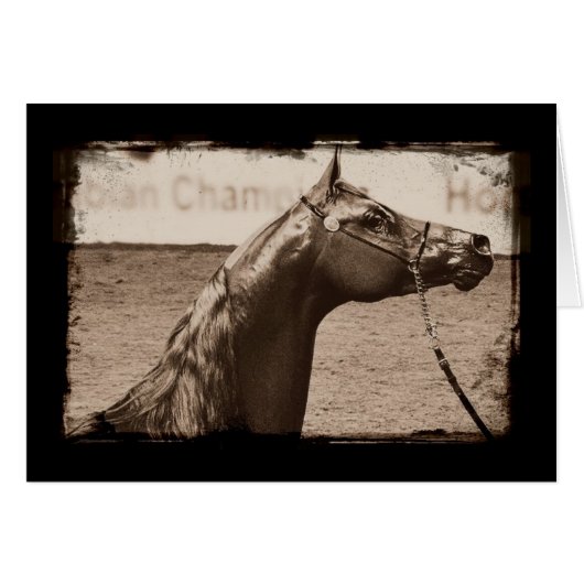 Sepia Arabian Stallion (Vorderseite (Horizontal))