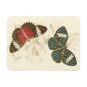 Sepia Blätter mit bunten Schmetterlingen Magnet (Horizontal)