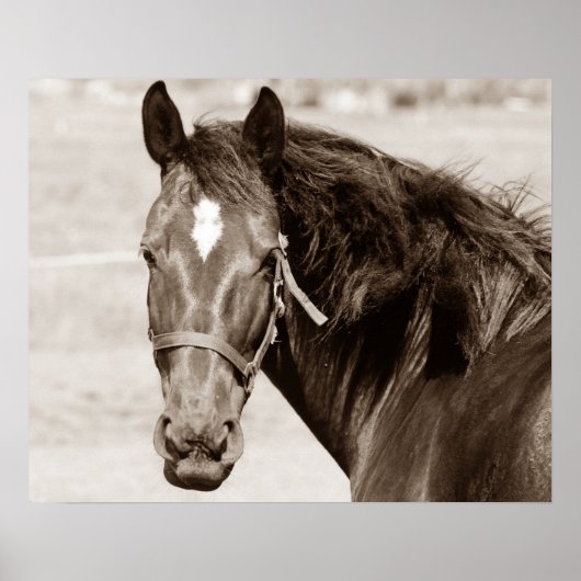 Sepia Brown Horse Poster (Vorne)