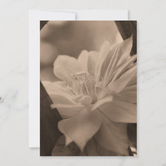 Sepia Clematis Blume Hochzeit speichern das Datum Einladung (Rückseite)