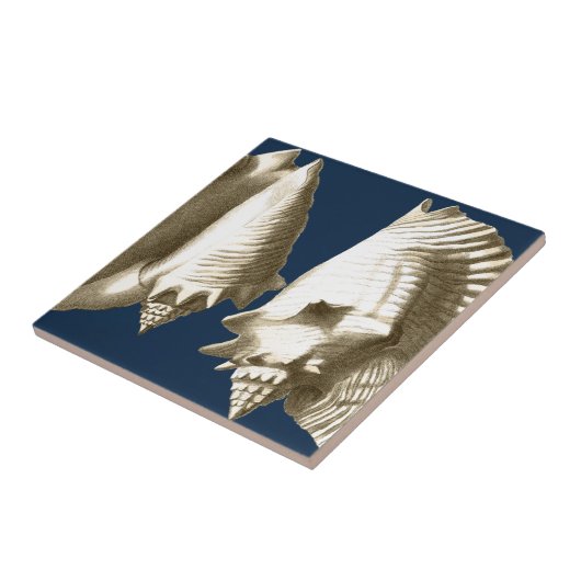 Sepia Conch Seashells Fliese (Seite)