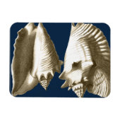 Sepia Conch Seashells Magnet (Horizontal)