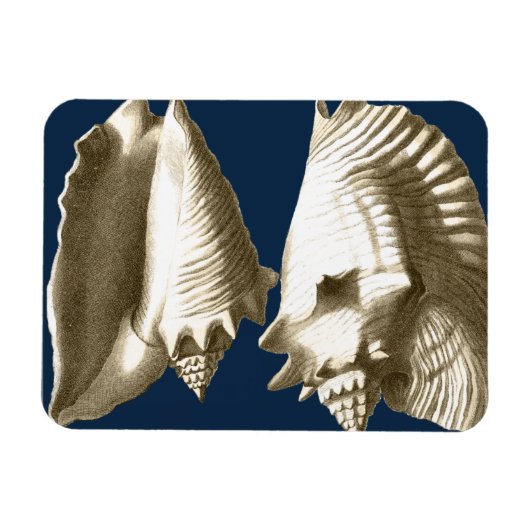 Sepia Conch Seashells Magnet (Horizontal)