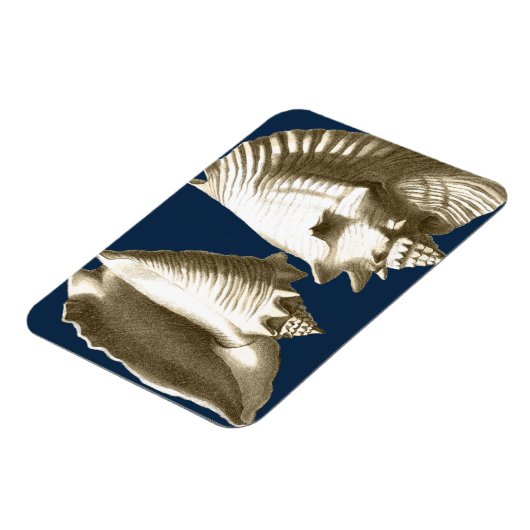Sepia Conch Seashells Magnet (Linke Seite)