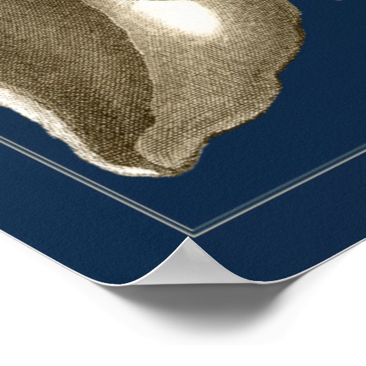 Sepia Conch Seashells Poster (Ecke)