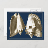 Sepia Conch Seashells Postkarte (Vorne/Hinten)