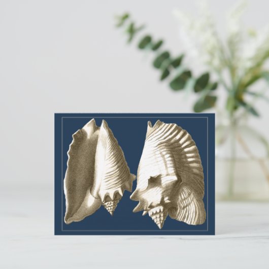Sepia Conch Seashells Postkarte (Stehend Vorderseite)