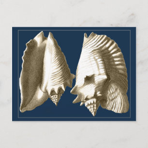 Sepia Conch Seashells Postkarte