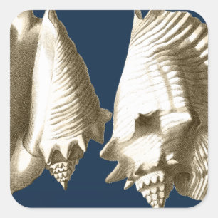 Sepia Conch Seashells Quadratischer Aufkleber