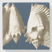 Sepia Conch Seashells Steinuntersetzer (Vorderseite)
