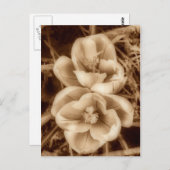 Sepia crocuses postkarte (Vorne/Hinten)